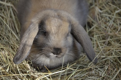 Brown Cute Rabbit Photo