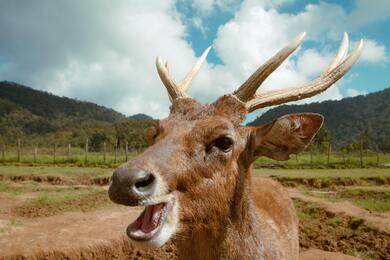 Brown Deer Extreme Closeup Photography