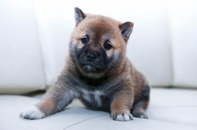 Brown Dog on Floor Photo