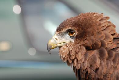 Brown Feather Short Beak Eagle Bird HD