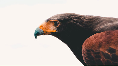 Brown Hawk Bird 4K Background