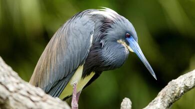 Brown Heron Bird on Tree Photo