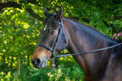 Brown Horse Animal Photo