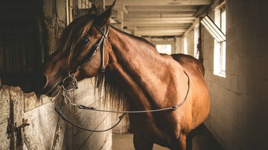 Brown Horse Close Up Photo