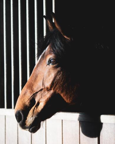 Brown Horse Head in Close up Photography