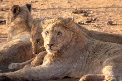 Brown Lion Lying on Brown Sand