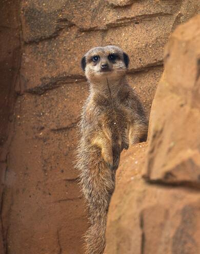 Brown Meerkat Standing on Wall