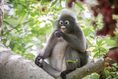 Brown Monkey Sitting on Tree Branch 5K Image