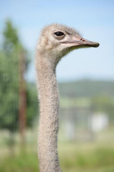 Brown Ostrich in Tilt Shift Lens