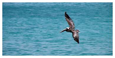 Brown Pelican Bird 4K Wallpaper