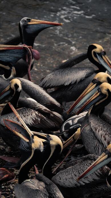 Brown Pelican Birds Photo