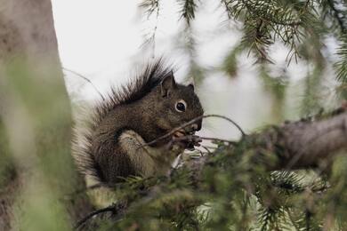 Brown Squirrel Eating Nuts