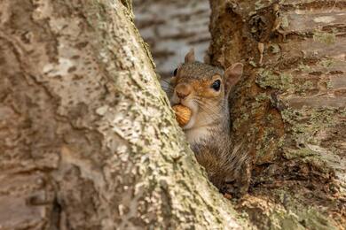 Brown Squirrel on Brown Tree