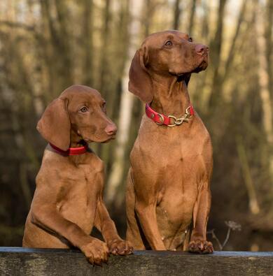 Brown Weimaraner Dogs Photo