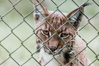 Brown Wild Cat Behind Cyclone Fence