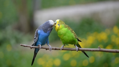 Budgerigar Bird Sitting on Tree Branch