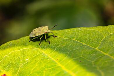 Bug Beetle on Green Leaf