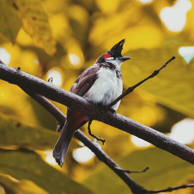 Bulbul Bird Sitting on Tree Branch