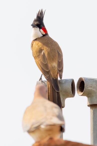 Bulbul Birds on Pipe