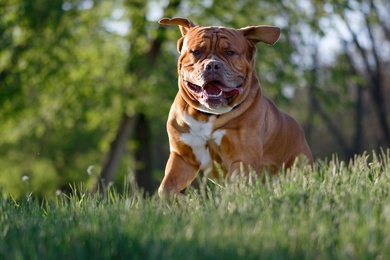 Bulldog in Garden Pic