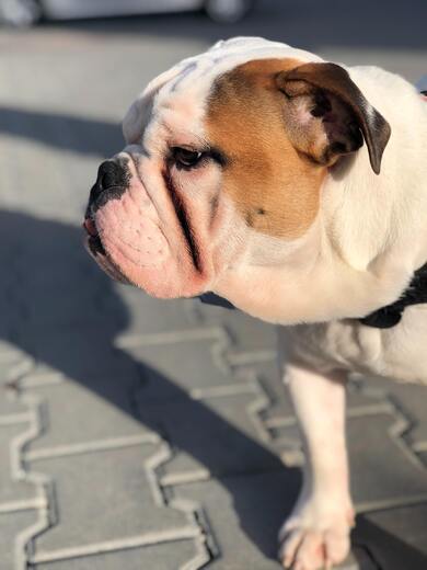 BullDog in Street