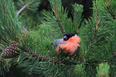 Bullfinch Bird Closeup Photo