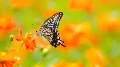 Butterfly Feeding From Flower Wallpaper