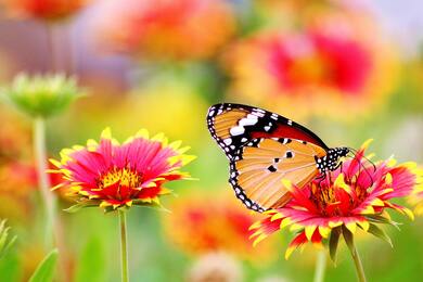 Butterfly Feeding From Flower