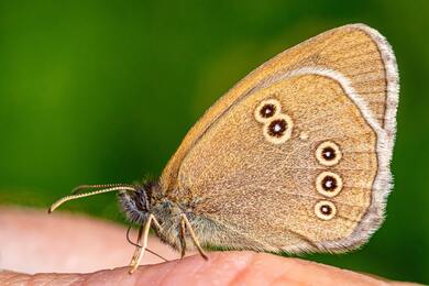 Butterfly Image Download