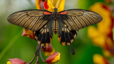 Butterfly in Flower HD Wallpaper