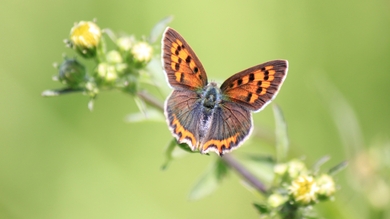 Butterfly Insect on Tree HD Wallpaper