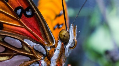 Butterfly Macro Photography