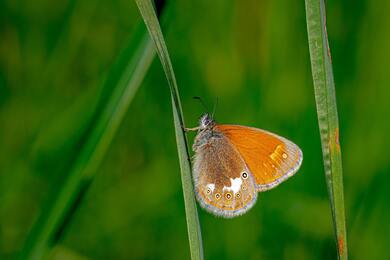 Butterfly on Green Leaves Ultra HD Pics