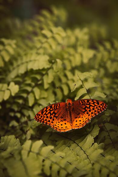 Butterfly on Green Plant Mobile Image