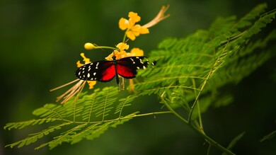 Butterfly on Leaves Macro Photography