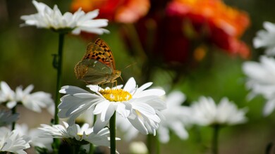 Butterfly on White Flowers