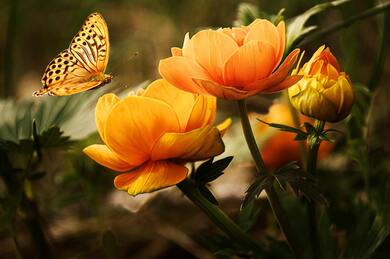 Butterfly On Yellow Flower Rose