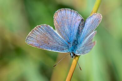 Butterfly Perched on Brown Stick