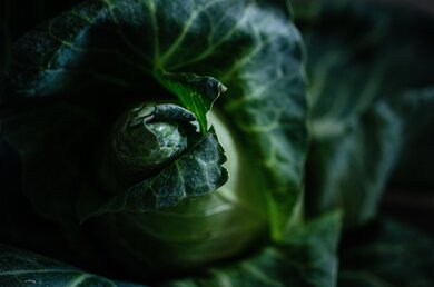 Cabbage Vegetable