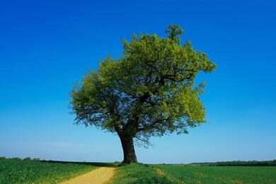 California Live Oak Tree Ultra HD Image