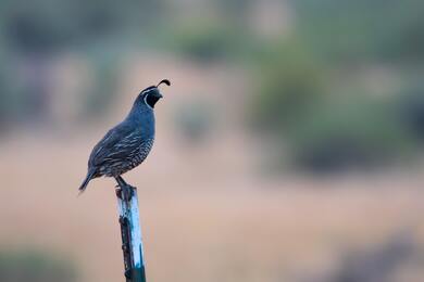 California Quail Bird Macro Photography