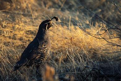 California Quail Sitting in Wet Grass