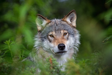Calm Look of Wolf