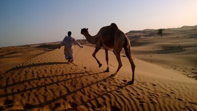 Camel Walking in Desert