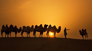 Camel with Sunset