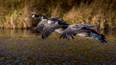 Canada Goose Birds Flight