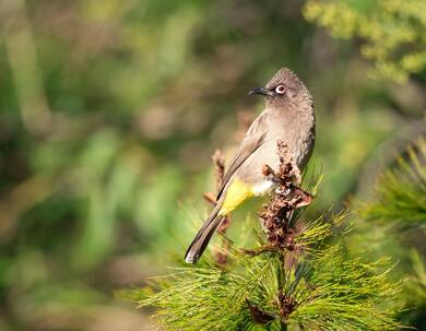 Cape Bulbul Bird Photo