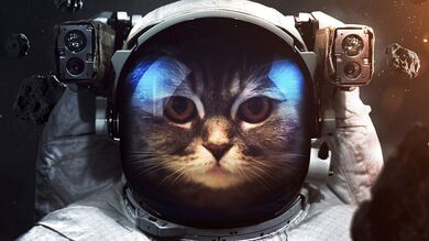 Cat as Astronaut Funny Photo