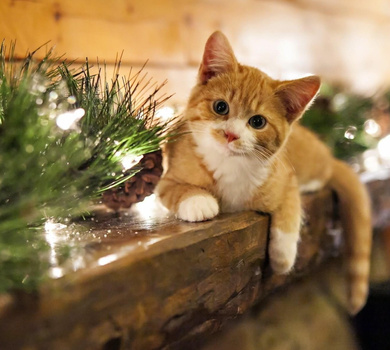 Cat at Diwali Night Pose