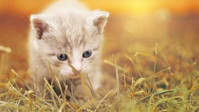 Cat Baby in Garden 4K Portrait